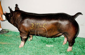 World Pork Expo Winner