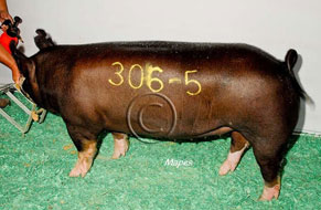 World Pork Expo Winner
