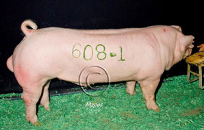 World Pork Expo Winner