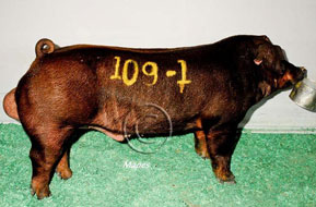 World Pork Expo Winner