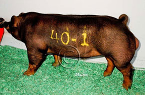World Pork Expo Winner