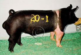 World Pork Expo Winner