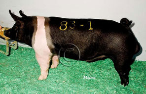 World Pork Expo Winner