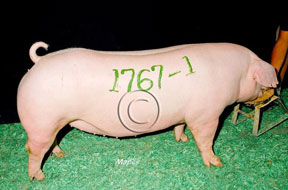 World Pork Expo Winner