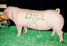 World Pork Expo Winner