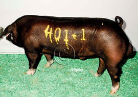 World Pork Expo Winner