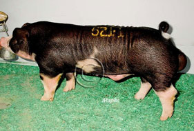 World Pork Expo Winner