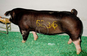 World Pork Expo Winner