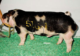 World Pork Expo Winner