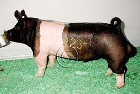 World Pork Expo Winner