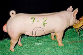 World Pork Expo Winner