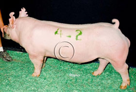 World Pork Expo Winner