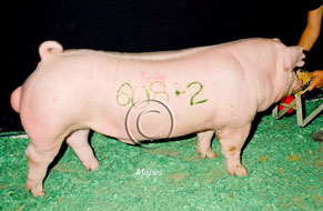 World Pork Expo Winner