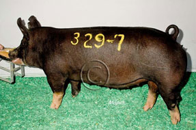 World Pork Expo Winner