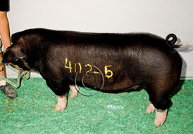 World Pork Expo Winner