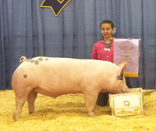 National Western Stock Show Showpig Results