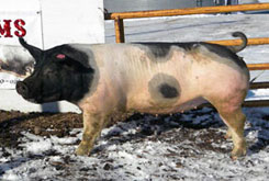Boyle Bred Gilt Sale