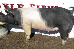 Boyle Bred Gilt Sale