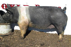 Boyle Bred Gilt Sale