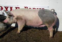 Boyle Bred Gilt Sale