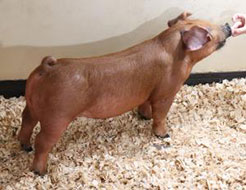 Online Showpig Sale Results