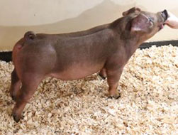 Online Showpig Sale Results