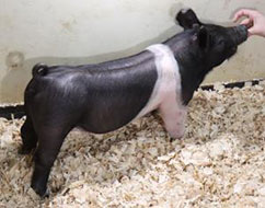 Online Showpig Sale Results