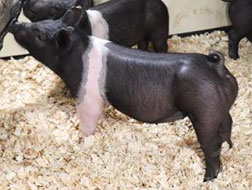 Online Showpig Sale Results