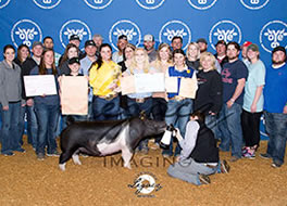 OK Youth Expo Gilt Show Results